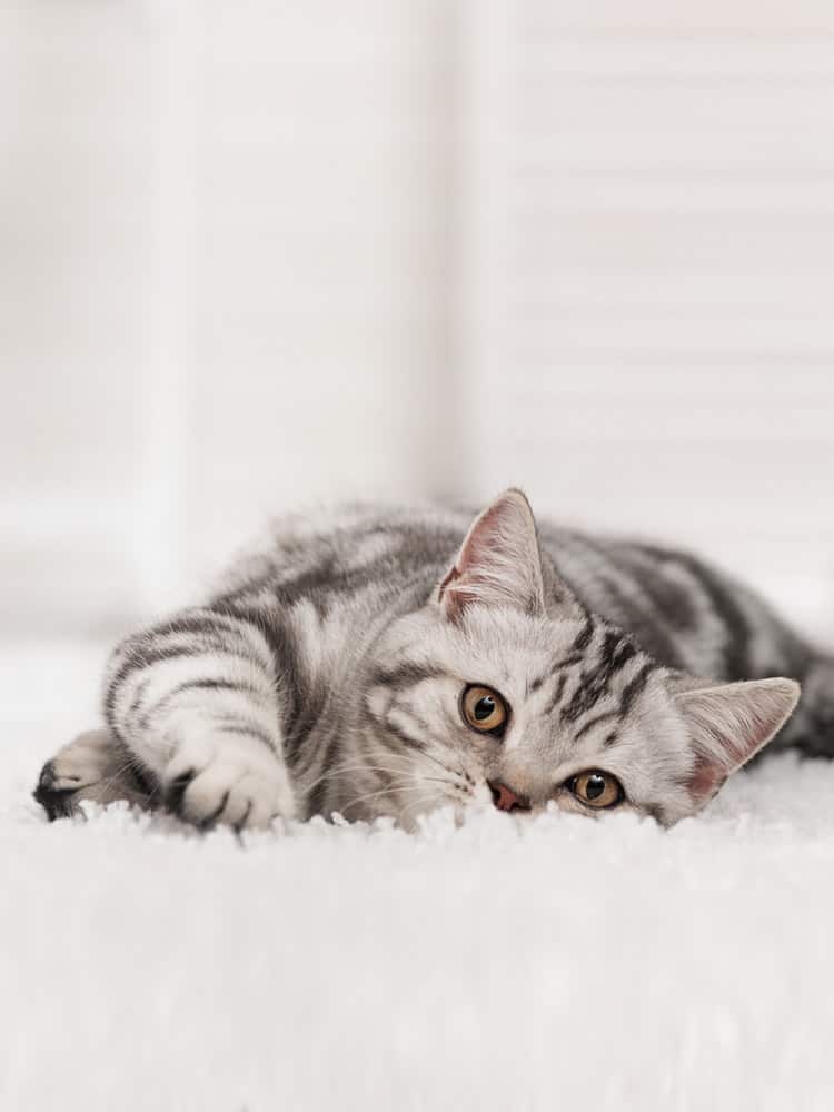 Follow these steps on how to get cat wee off carpet 1001