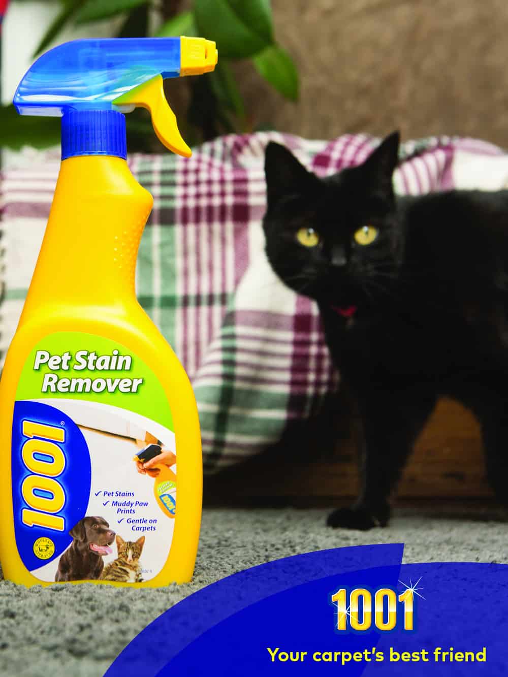 Win a cat portrait with 1001 the best carpet cleaner for pets