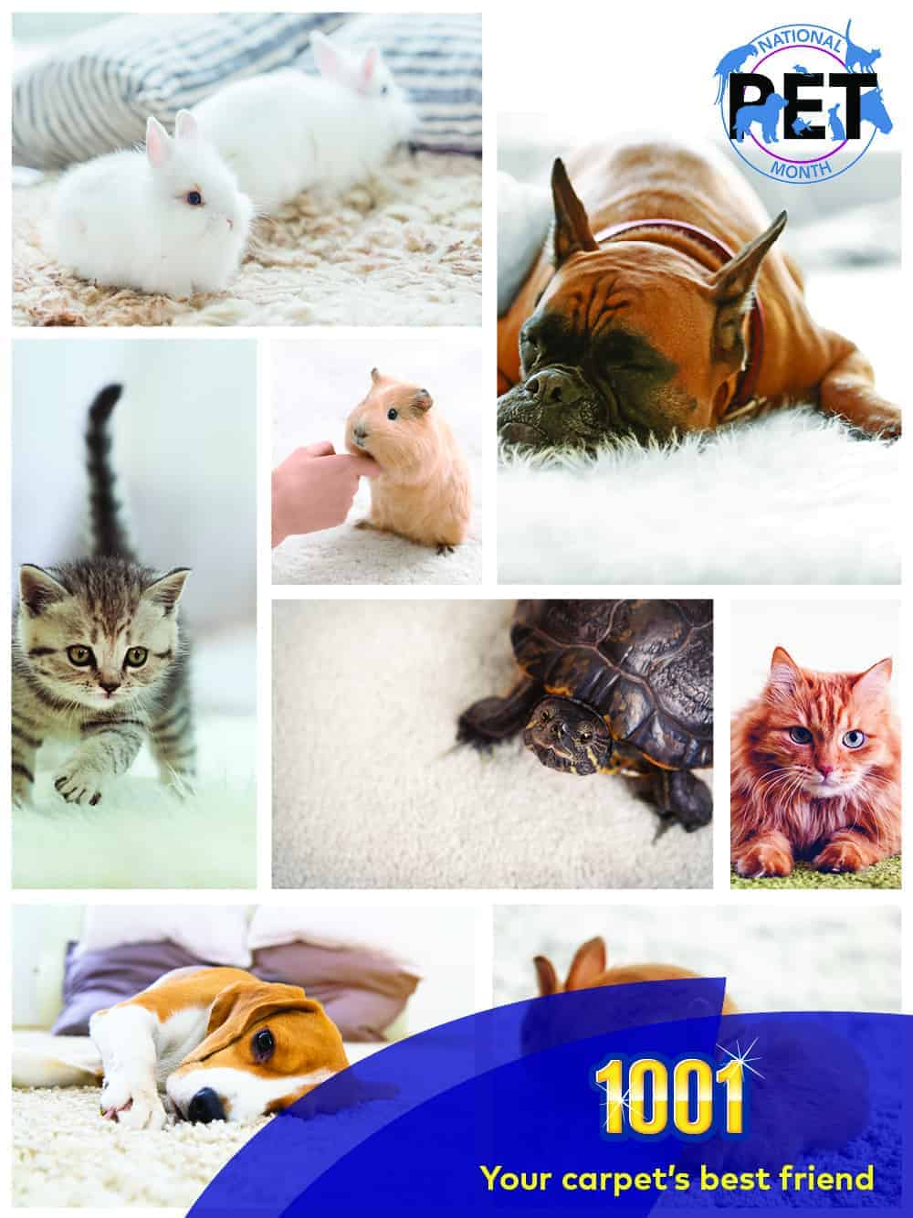 1001 carpet care blog apr 04 end of month 01