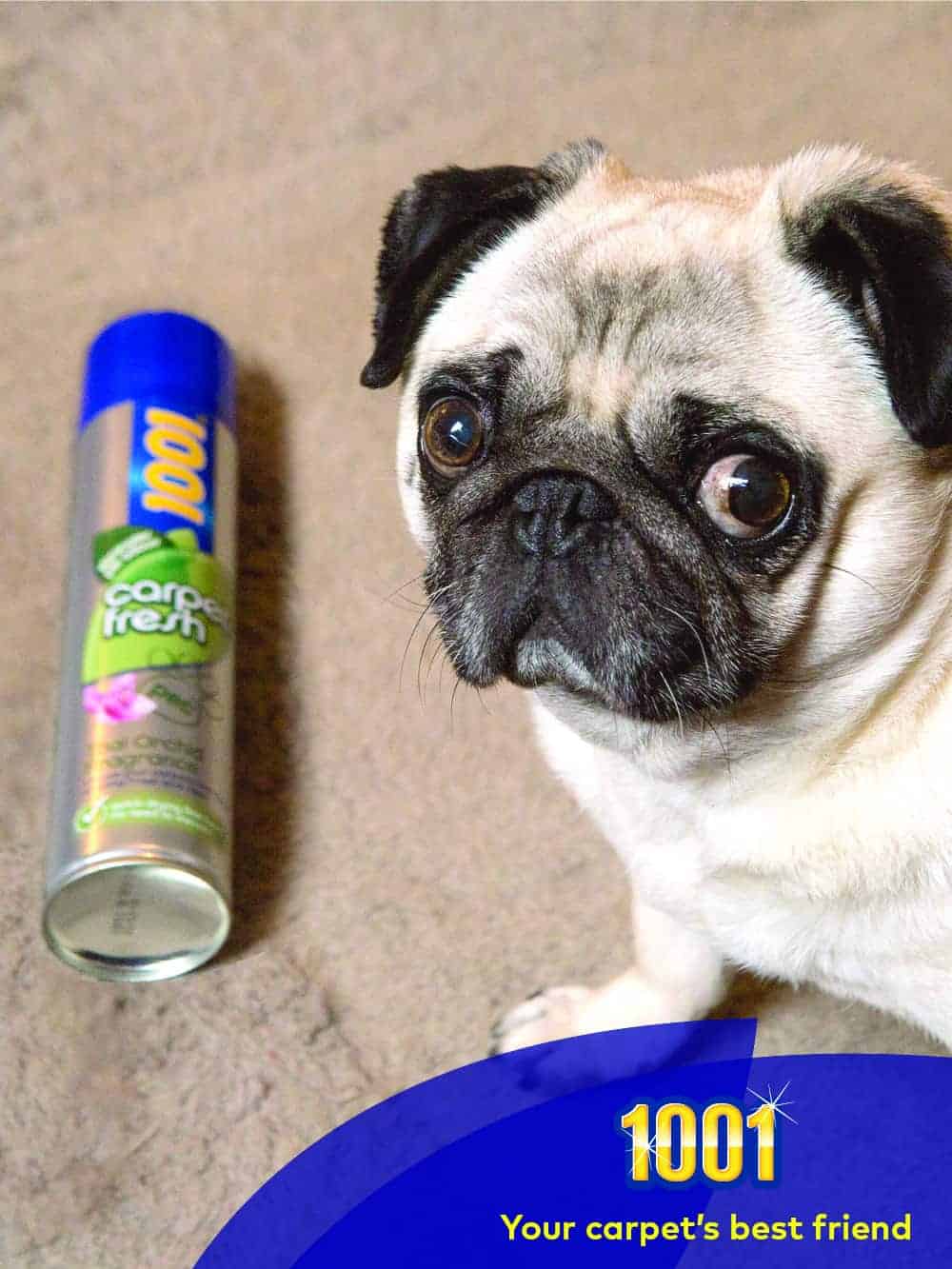 how to freshen carpet how to freshen carpet