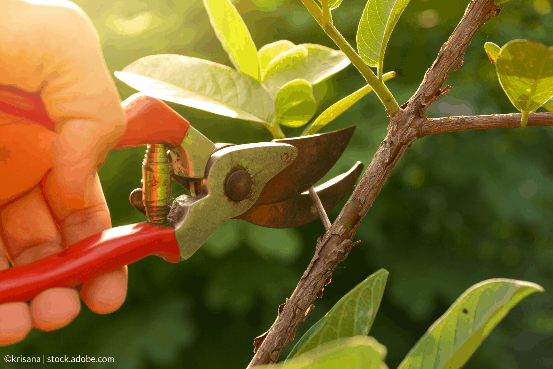 How to Maintain Garden Shears WD40 Africa