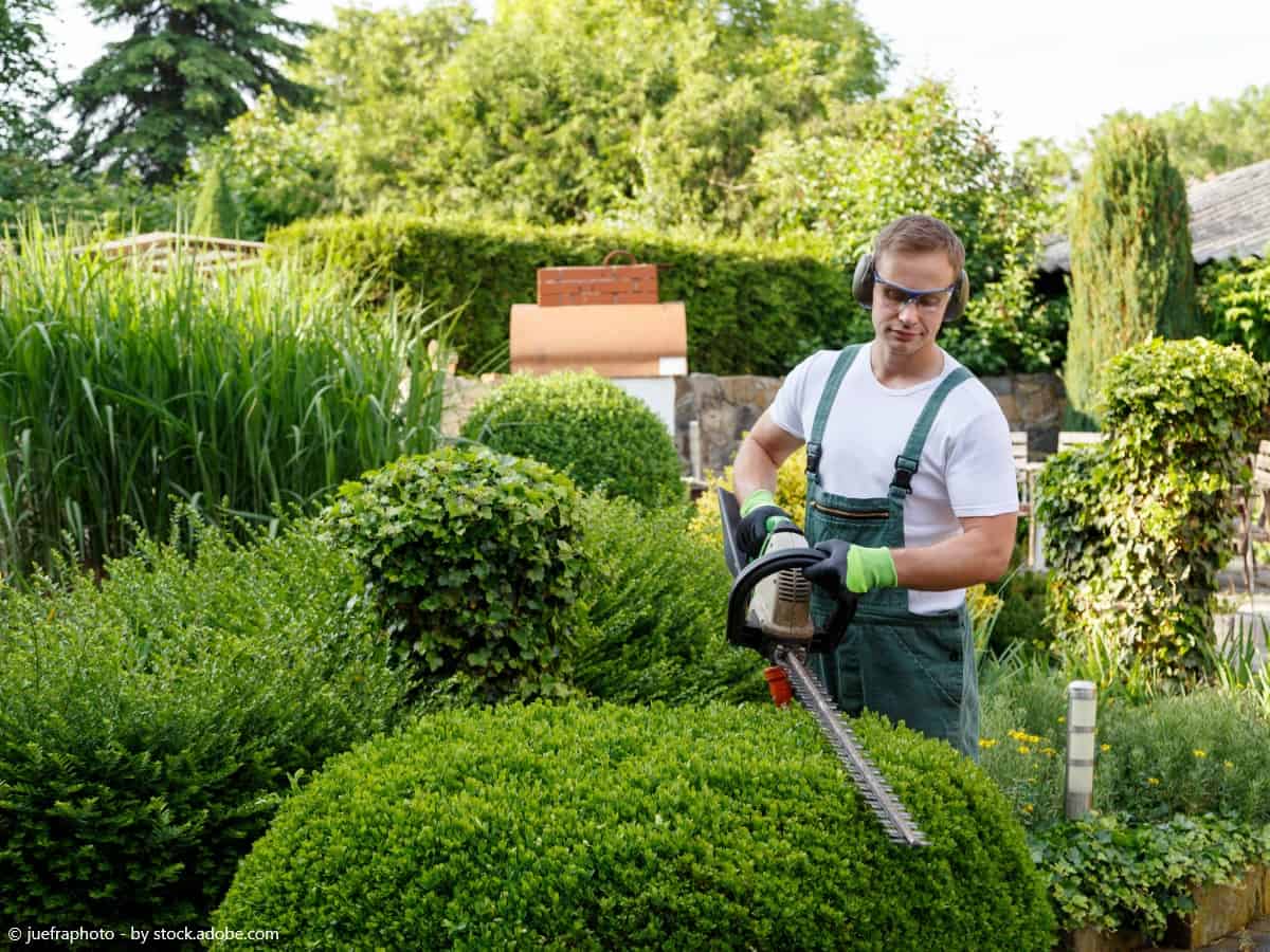 Hecke selbst schneiden mit der WD-40 Anleitung - So ...