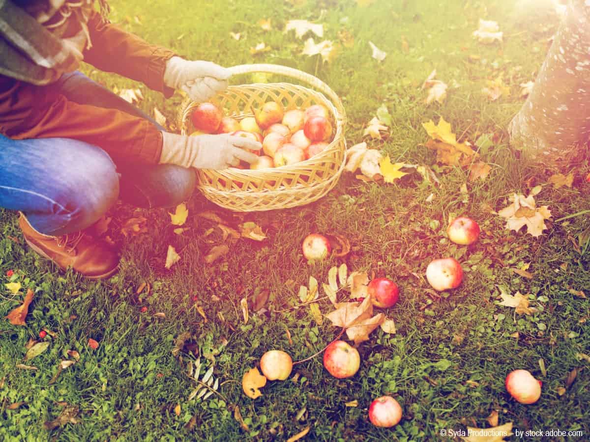 Garten auf den Winter vorbereiten so funktioniert es