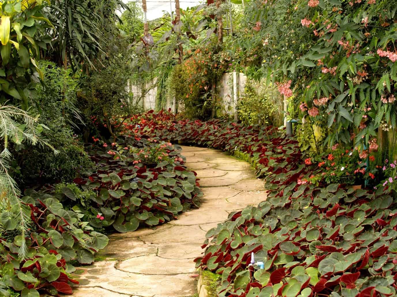 walkway in garden